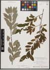 Foto von Salix triandra subsp. amygdalina (L.) Schübl. & G. Martens